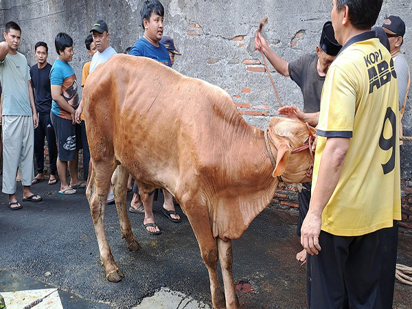 Pemotongan Sapi ke - 7 Idul Adha 1444 H