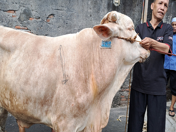Sapi Qurban ke - 1 Idul Adha 1444 H