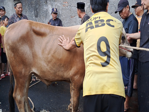 Sapi Qurban ke - 3 Idul Adha 1444 H